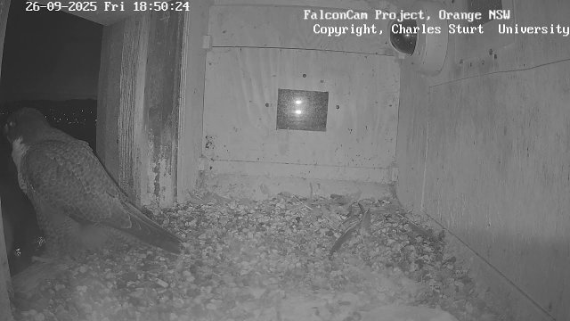 Peregrine Falcon Nest at CSU Australia