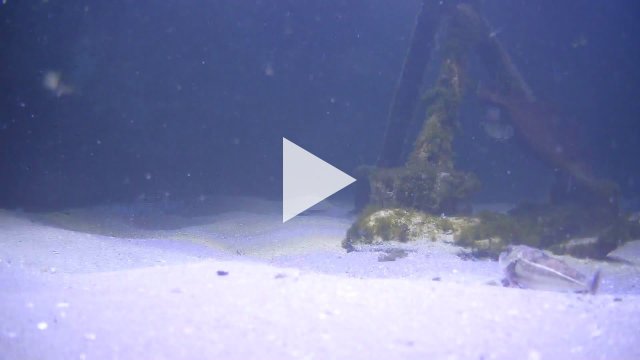 Borkum Nordsee Aquarium Marine Life