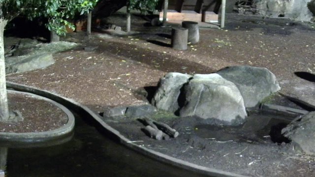 Capybaras Relaxing at Taronga Zoo