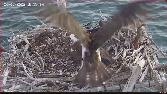 Port Lincoln Osprey Nest Coastal View