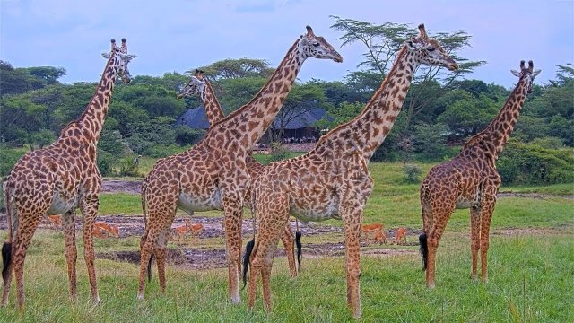 Masai Mara Savannah Wildlife