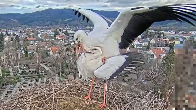 Kirchzarten Stork Nest Panorama