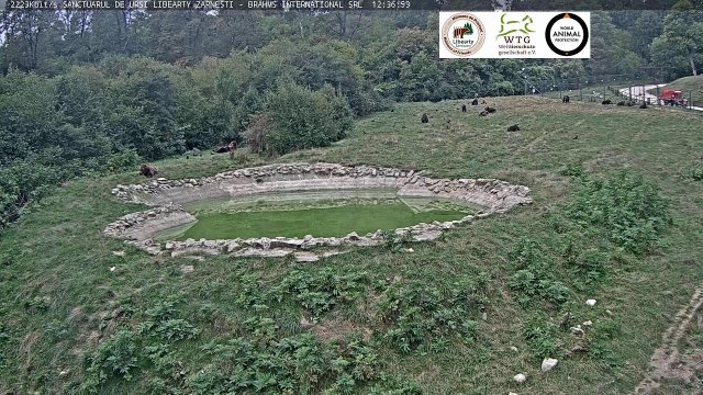Libearty Bear Sanctuary Grounds