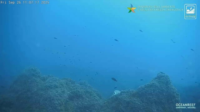 Bergeggi Pelagos Underwater Reef