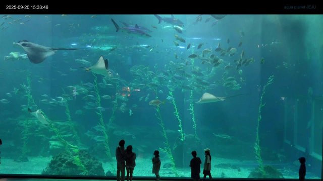 Jeju Aqua Planet Main Tank View