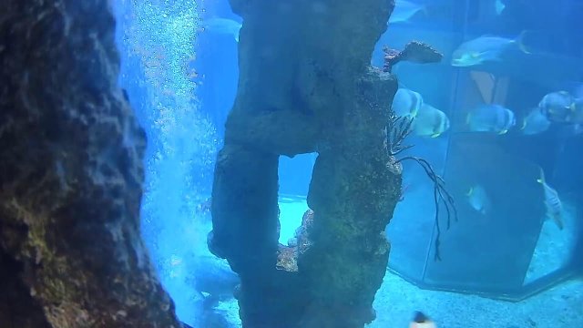 Vienna Shark Enclosure Underwater