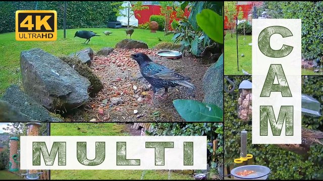 Sheffield Garden Bird Feeder View