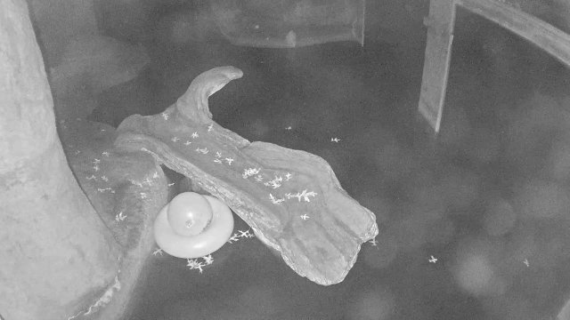 Playful Otters at Calvert Museum