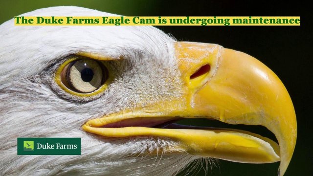 Duke Farms Bald Eagle Nest View