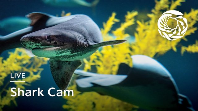 Sharks Gliding in Monterey Bay Tank