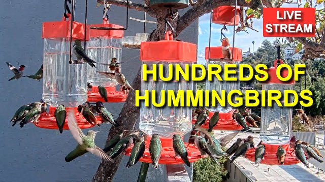 Simi Valley Hummingbird Haven