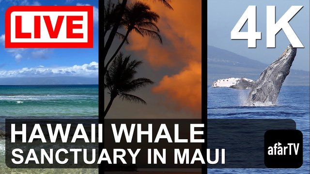Maui Humpback Whale Sanctuary Vista