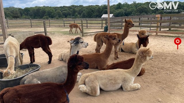Martha's Vineyard Alpaca Pastures