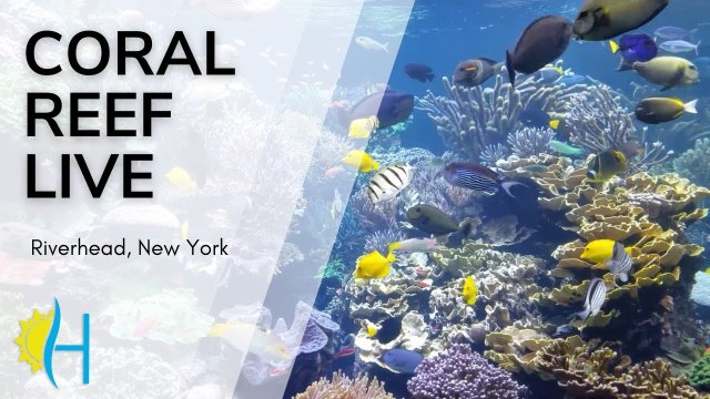 Vibrant Coral Reef Underwater Scene