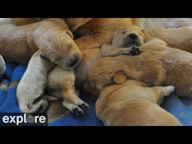 Newborn Puppies ECAD Winchester