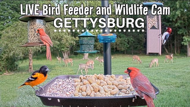 Gettysburg Bird Feeder Wildlife