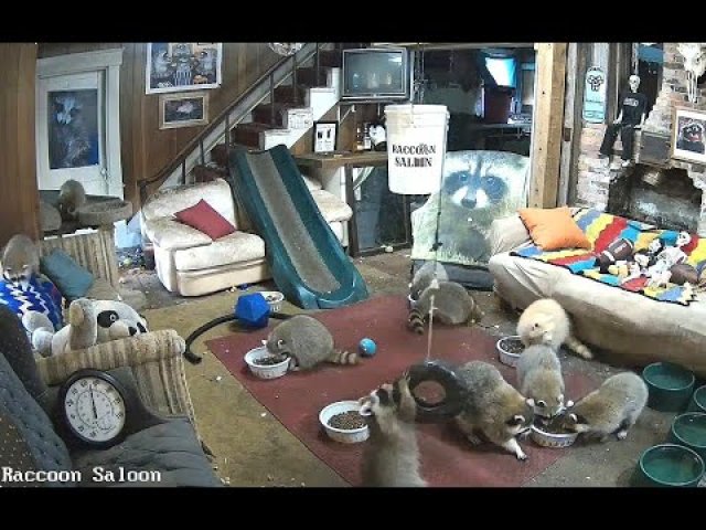 Maine Raccoon Saloon Lounge Interior