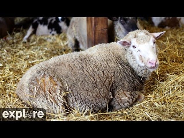 Watkins Glen Sheep Barn Sanctuary