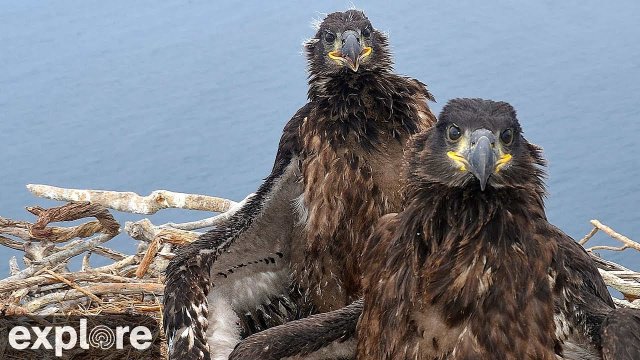 Catalina Island Bald Eagle Nest