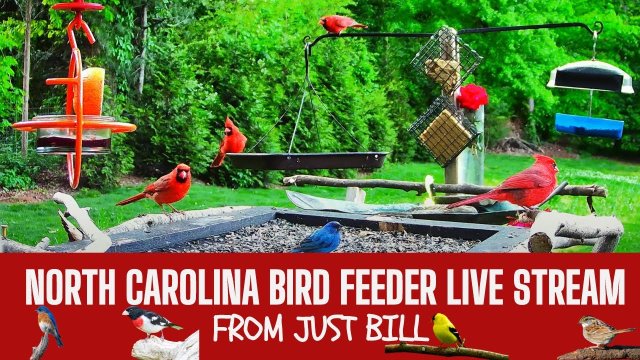 Southeast NC Bird Feeder Scene