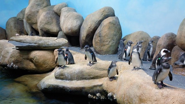 African Penguin Colony, San Francisco