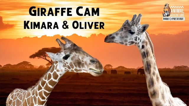 Giraffes Roaming at Adventure Park