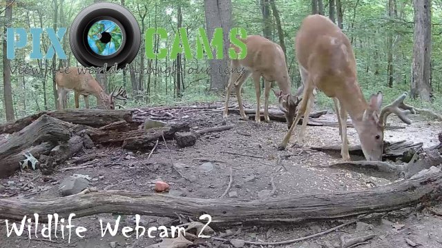 Pennsylvania Deer Forest Habitat