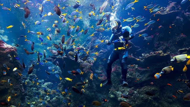 Steinhart Coral Reef Exhibit