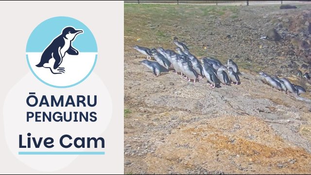 Oamaru Blue Penguin Habitat