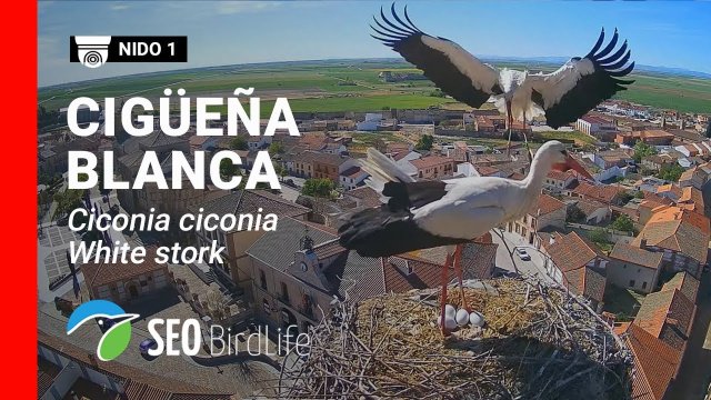 Madrigal de las Altas Torres Stork Nest