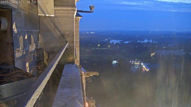 Oudenaarde Peregrine Falcon Nest