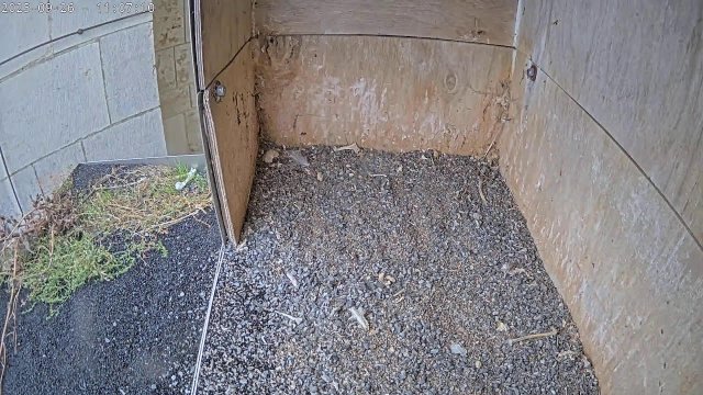 Oudenaarde Peregrine Falcon Nest