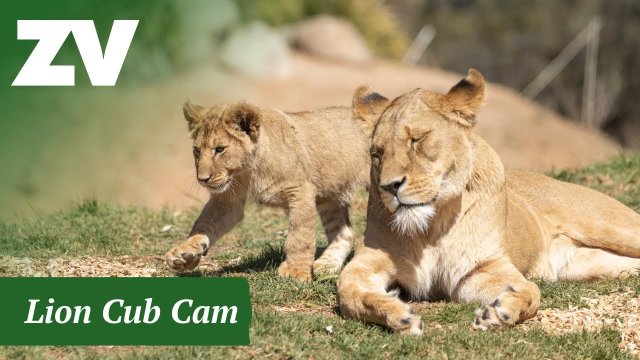 Werribee Lions in Open Savanna Habitat
