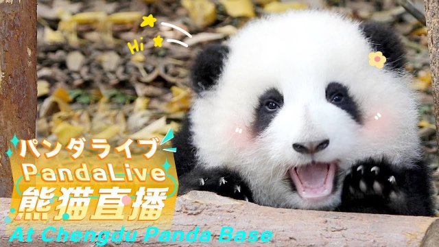 Chengdu Giant Panda Enclosure