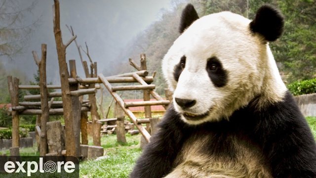 Giant Pandas Roaming Gengda Valley